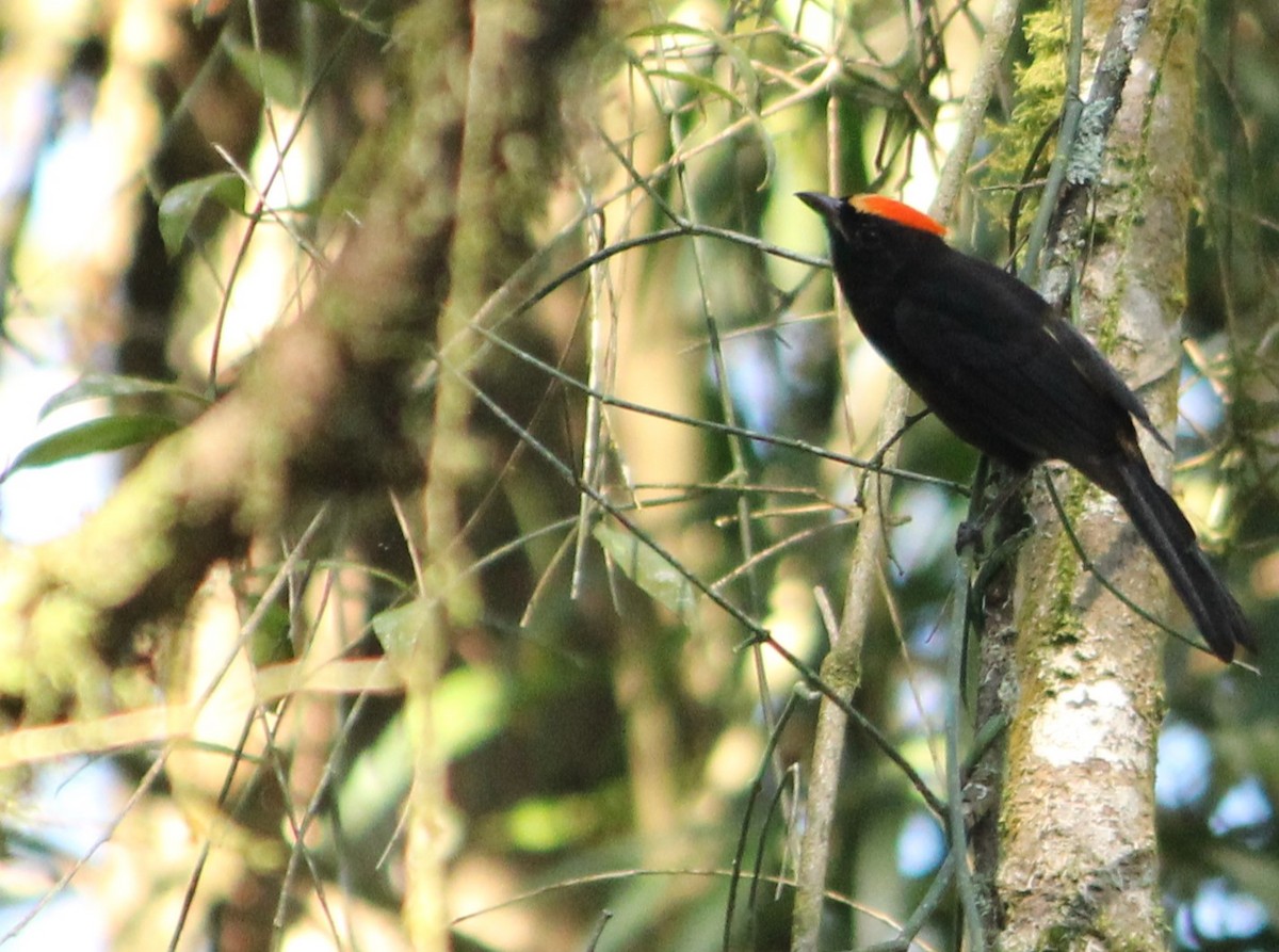 Flame-crested Tanager - ML619903405
