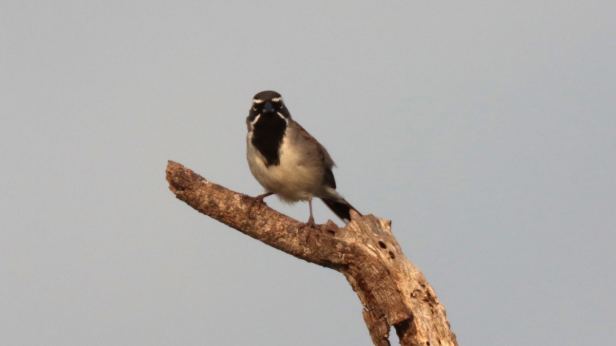 Black-throated Sparrow - ML619903417