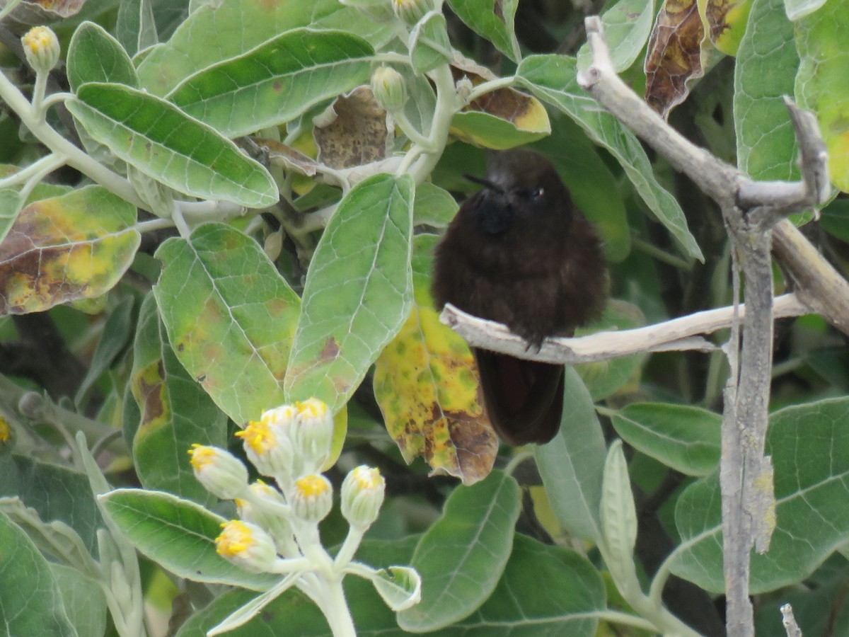 kolibřík mourovatý - ML619903419