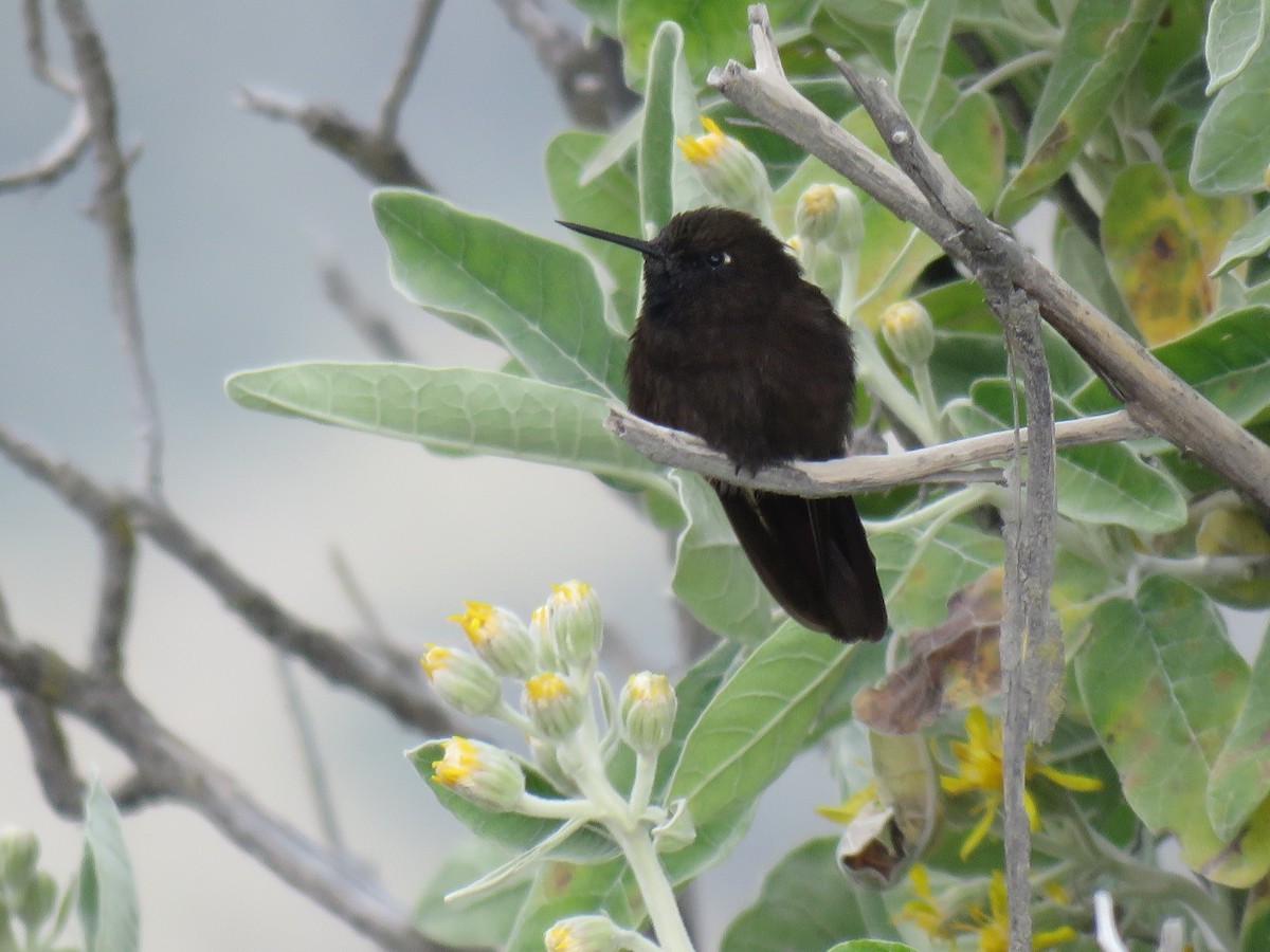 kolibřík mourovatý - ML619903421