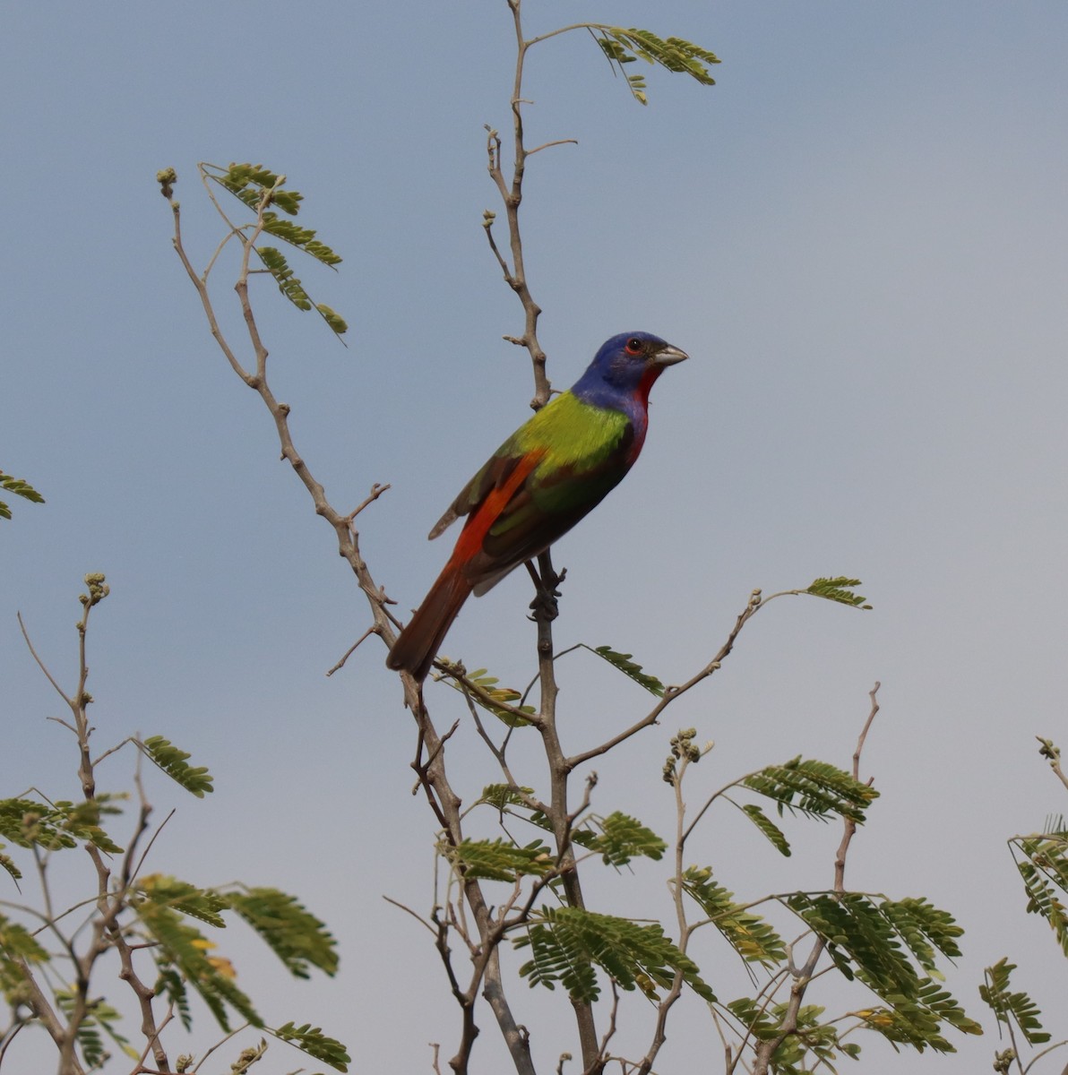 Painted Bunting - ML619903423