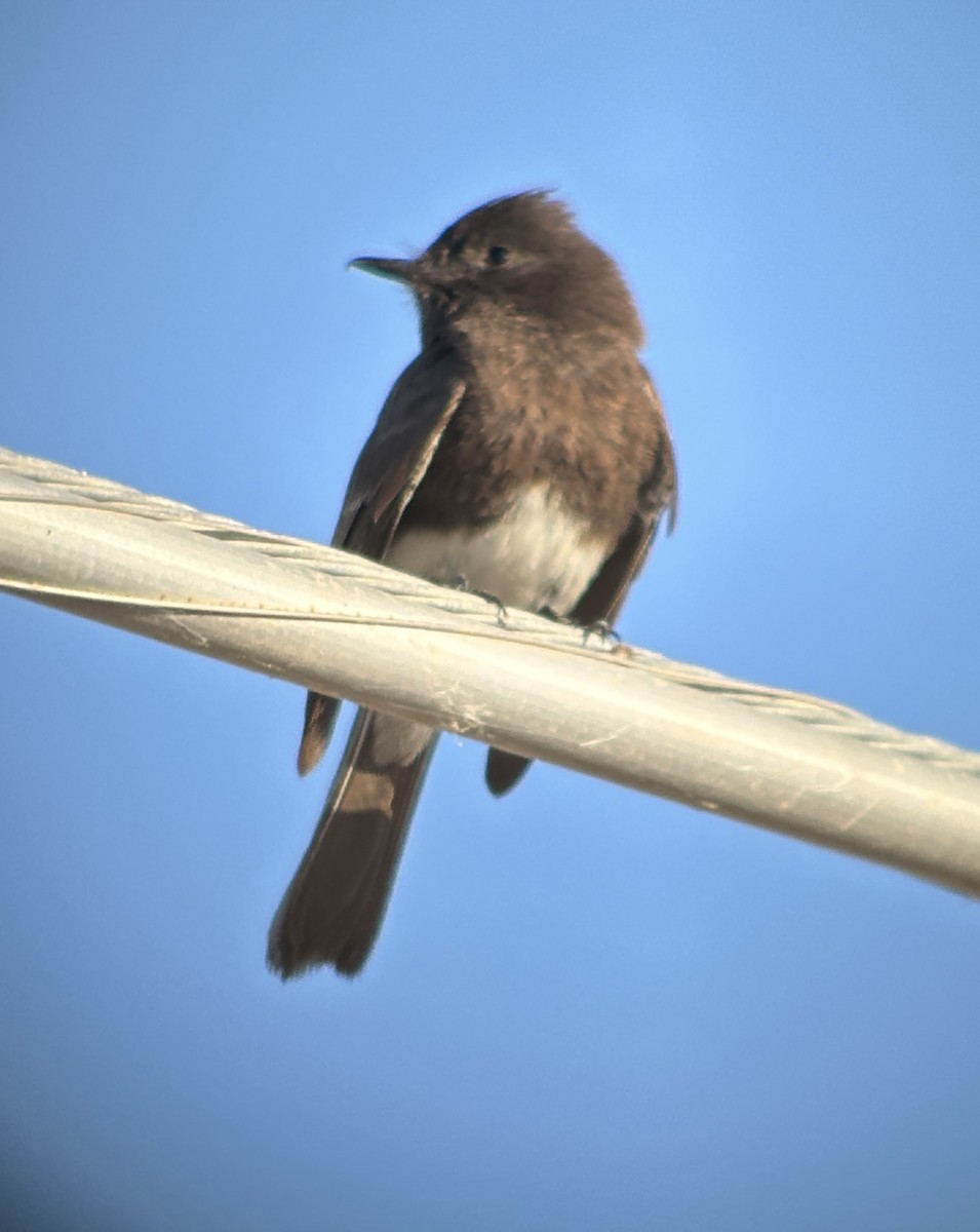 Black Phoebe - ML619903424