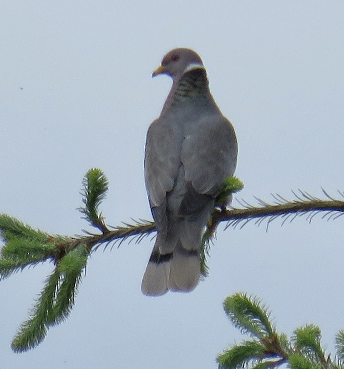 Band-tailed Pigeon - ML619903425