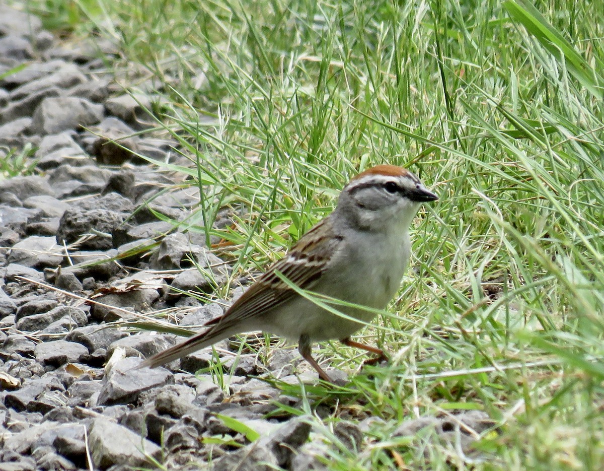 Chipping Sparrow - ML619903437