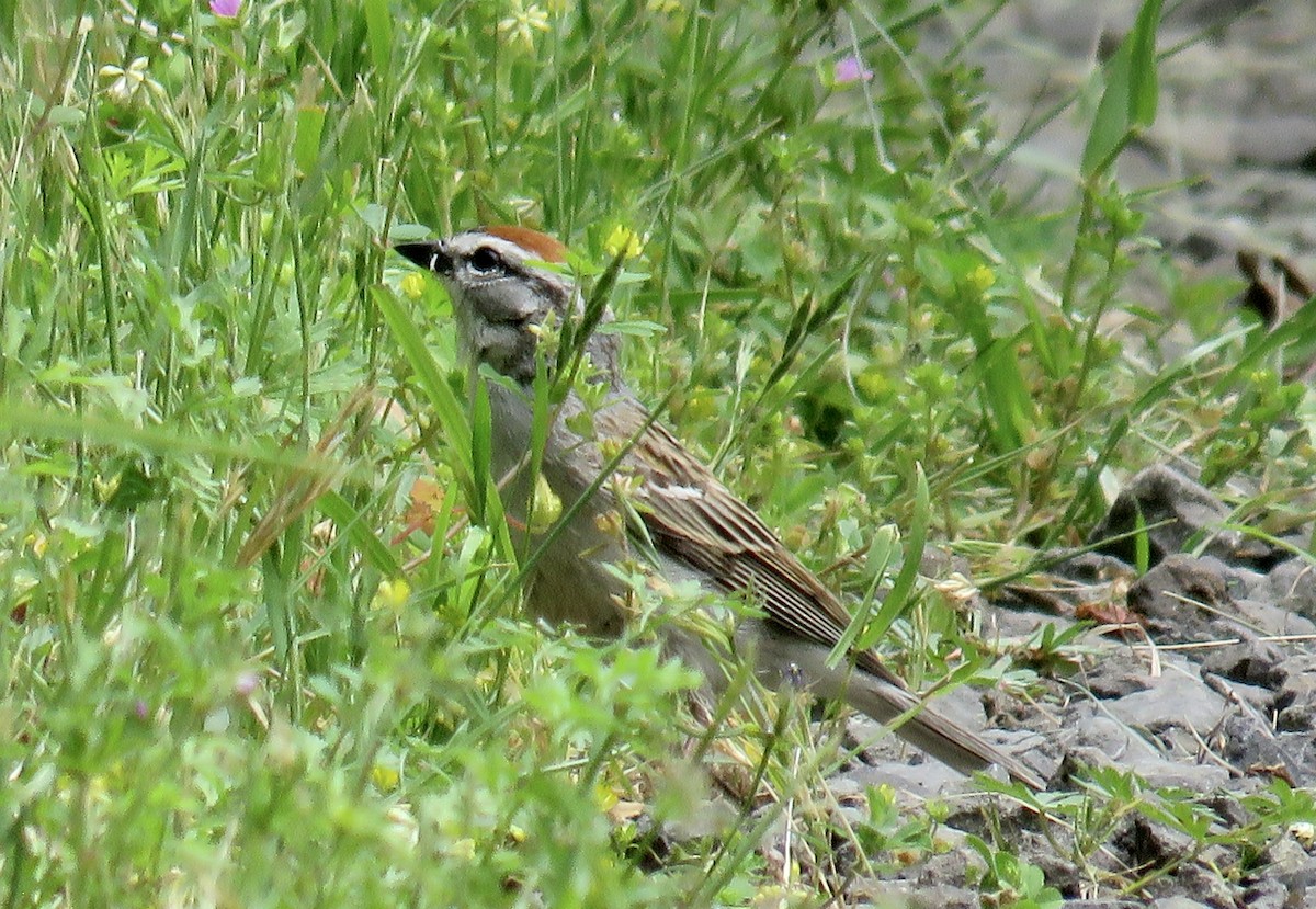 Chipping Sparrow - ML619903438