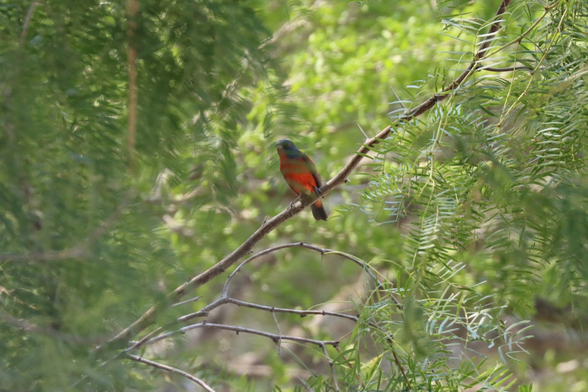 Painted Bunting - ML619903440