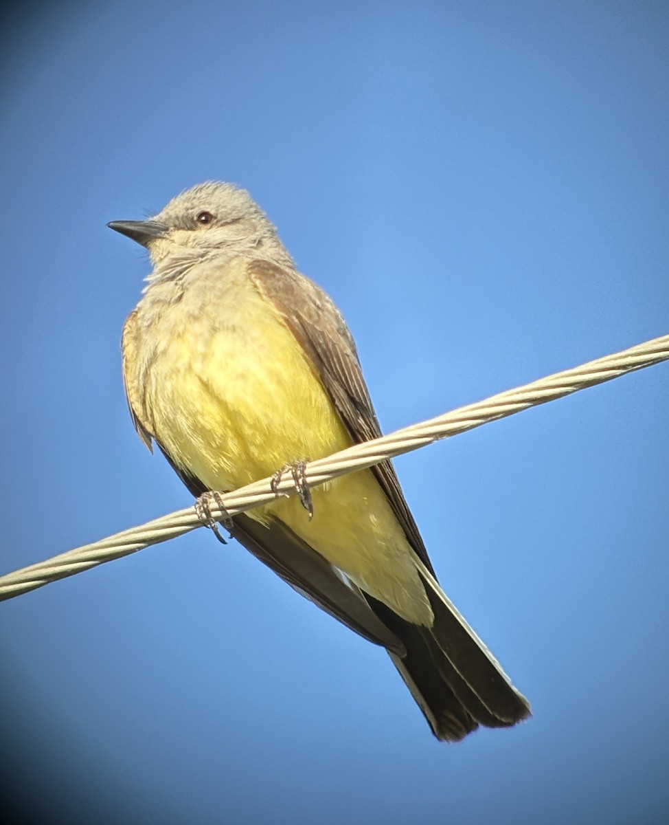 Western Kingbird - ML619903442