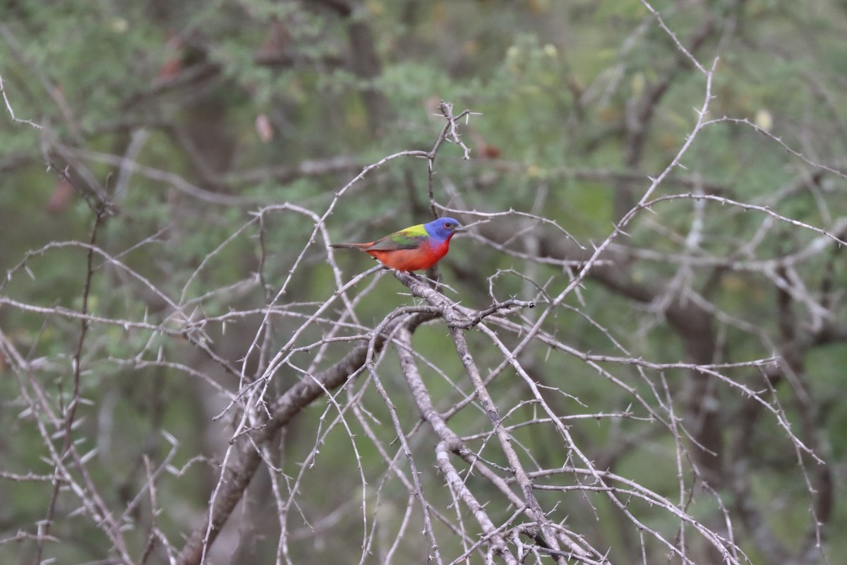 Painted Bunting - ML619903448