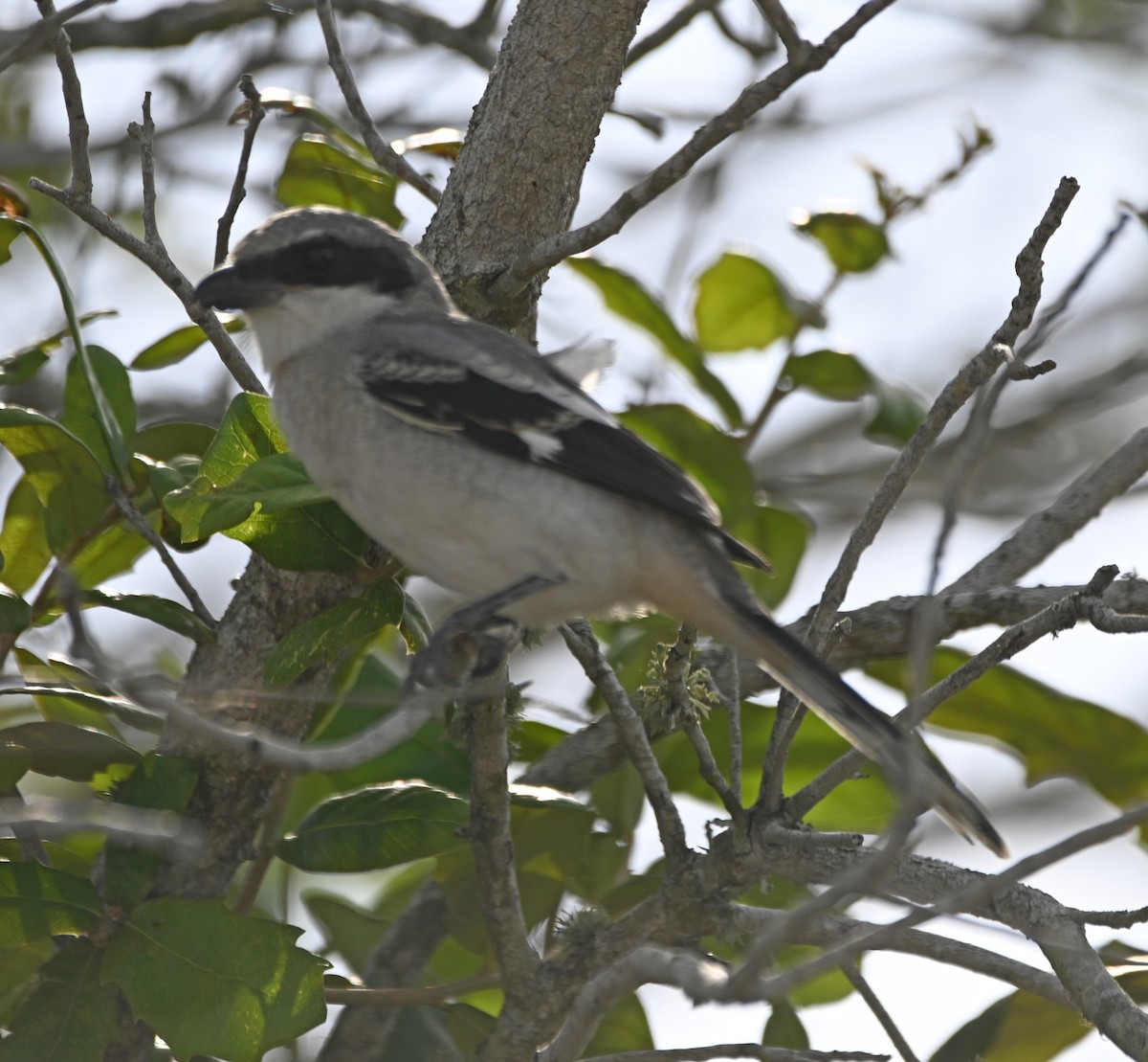 Loggerhead Shrike - ML619903453