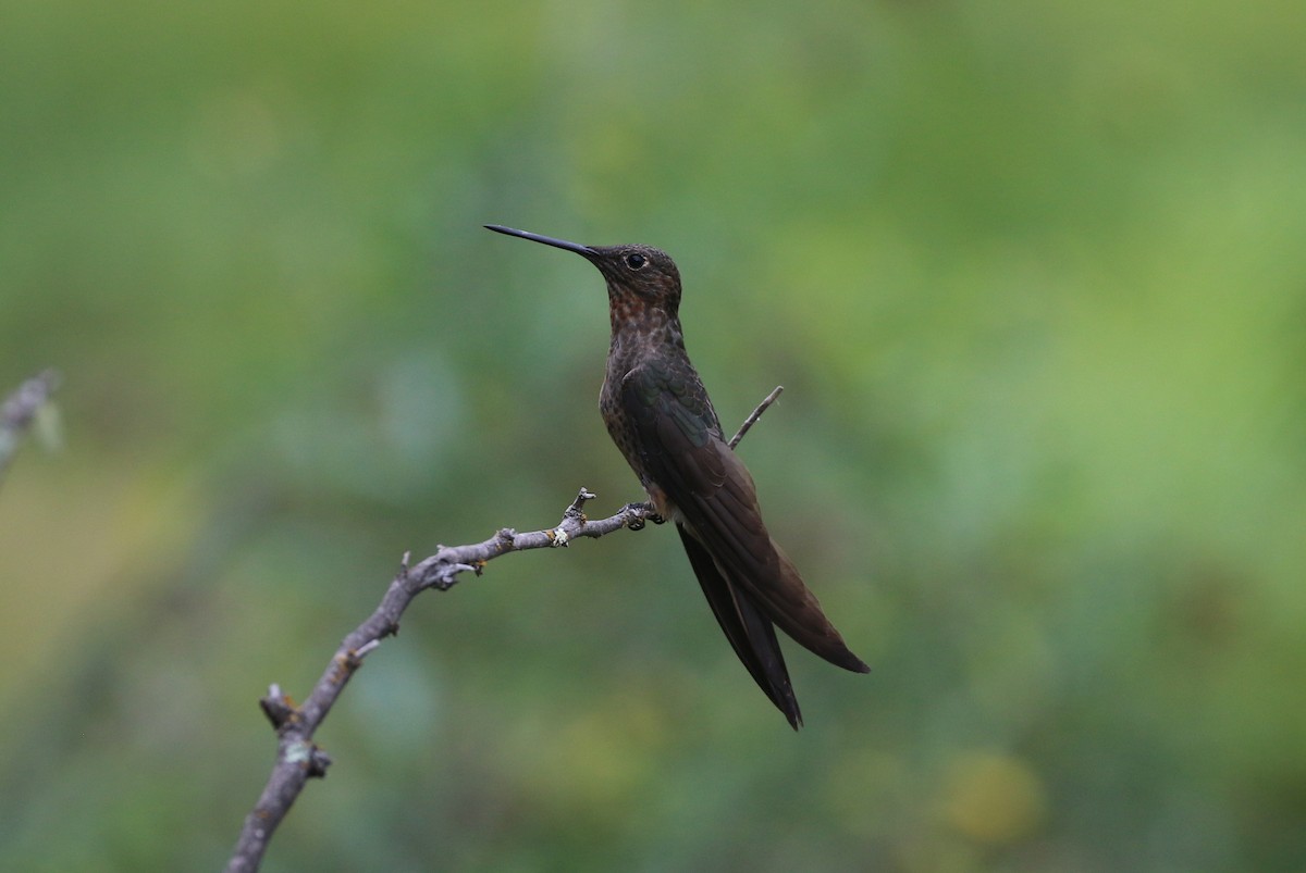 Giant Hummingbird - ML619903461