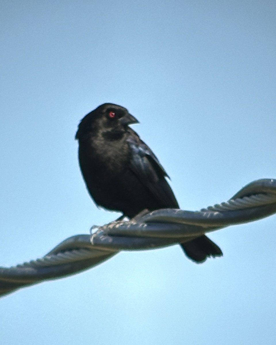 Bronzed Cowbird - ML619903472