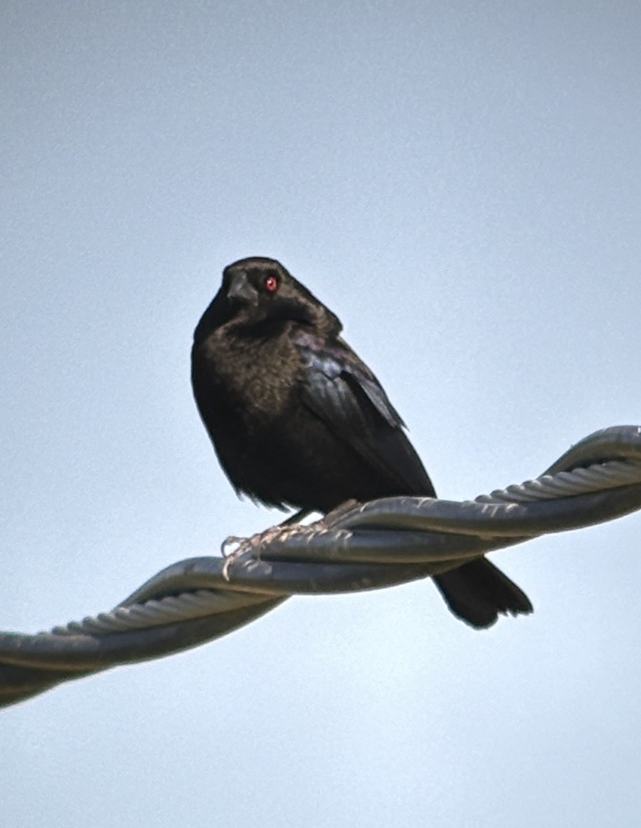 Bronzed Cowbird - ML619903473