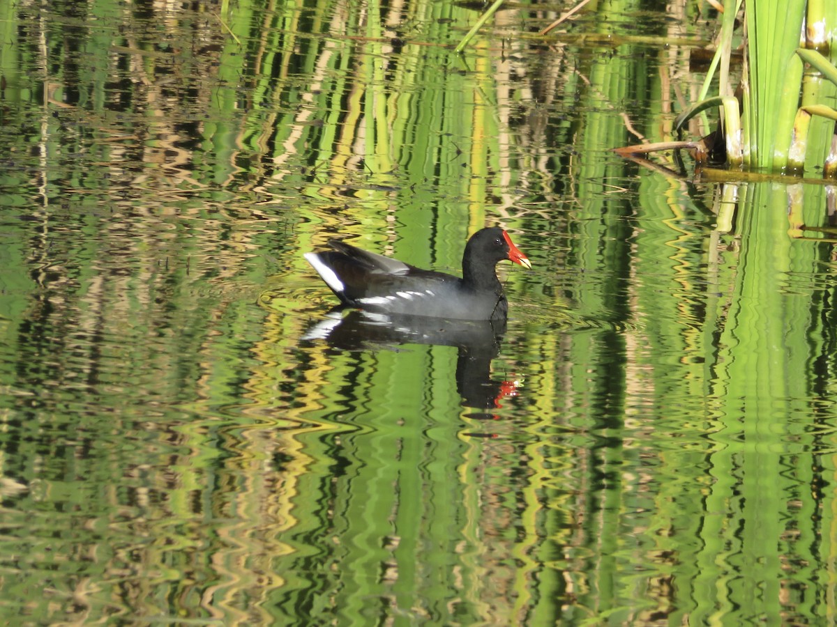 Common Gallinule - ML619903486