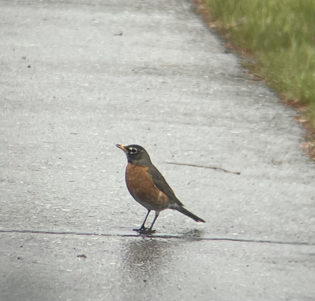 American Robin - ML619903487