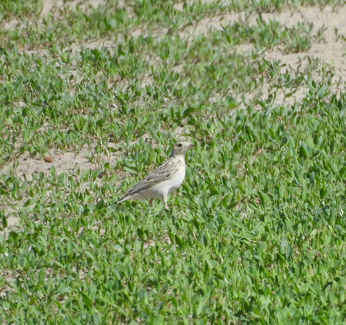 Sprague's Pipit - ML619903495