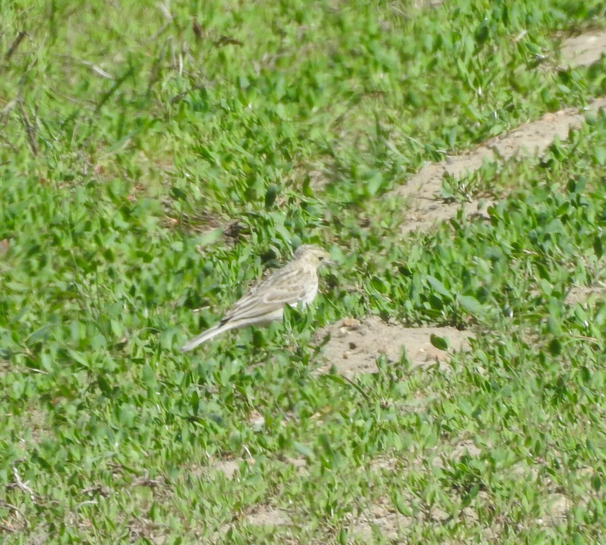 Sprague's Pipit - ML619903496