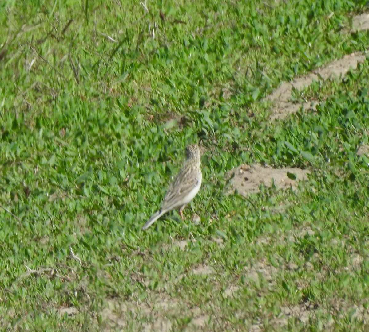 Sprague's Pipit - ML619903497