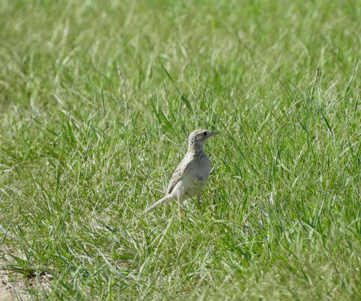 Sprague's Pipit - ML619903498