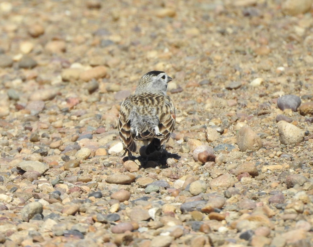 Thick-billed Longspur - ML619903507