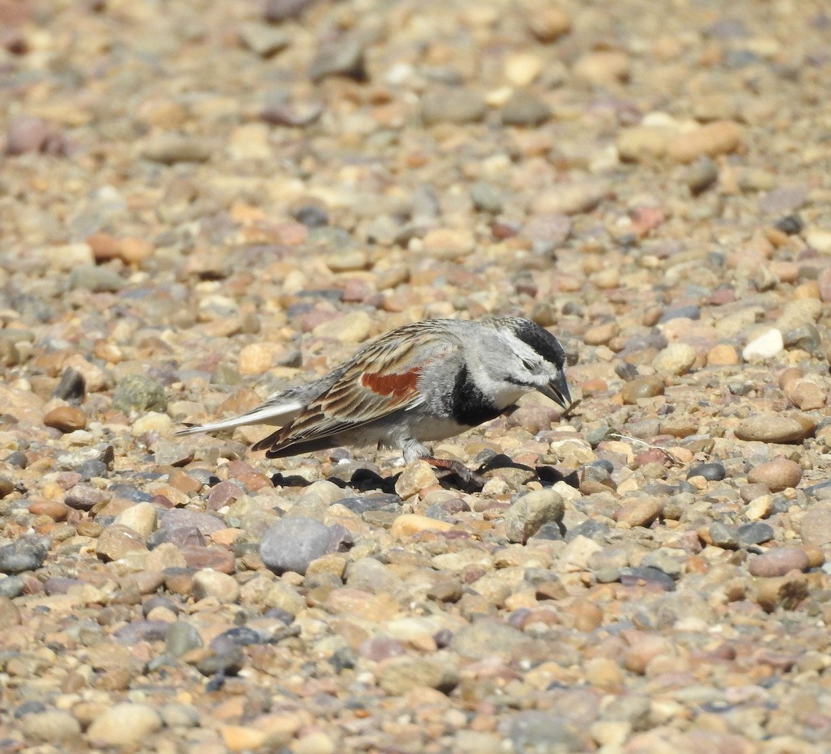 Thick-billed Longspur - ML619903508
