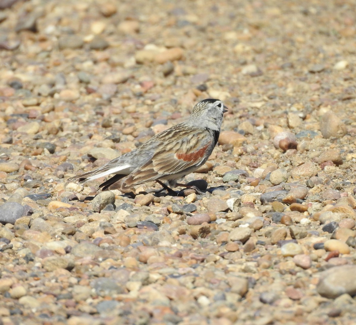 Thick-billed Longspur - ML619903509