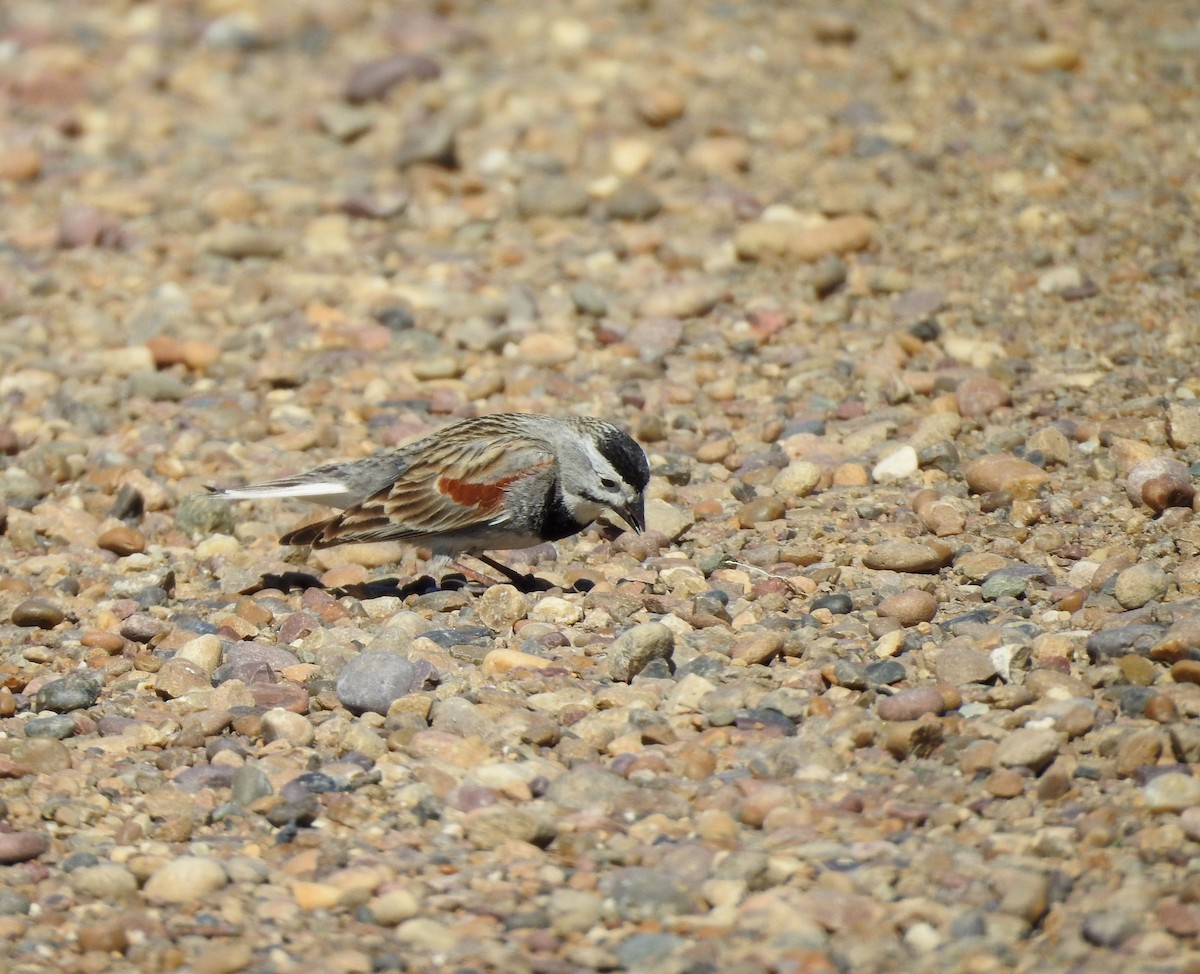 Thick-billed Longspur - ML619903510