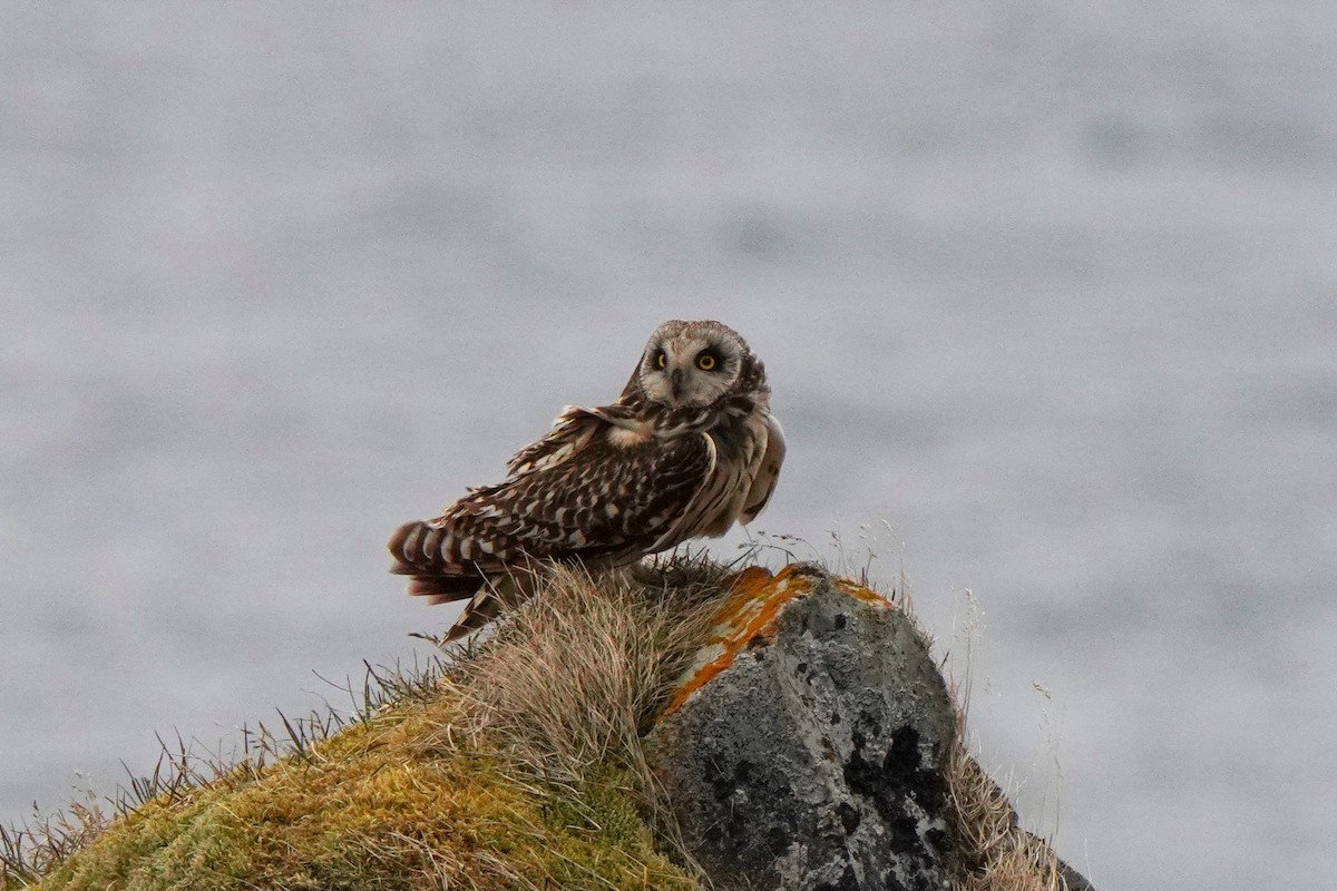 Short-eared Owl - Guillem De los Santos Pérez