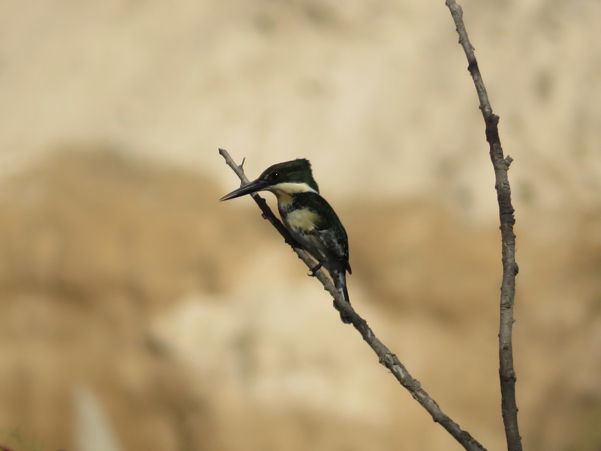 Green Kingfisher - Josefina Costantino