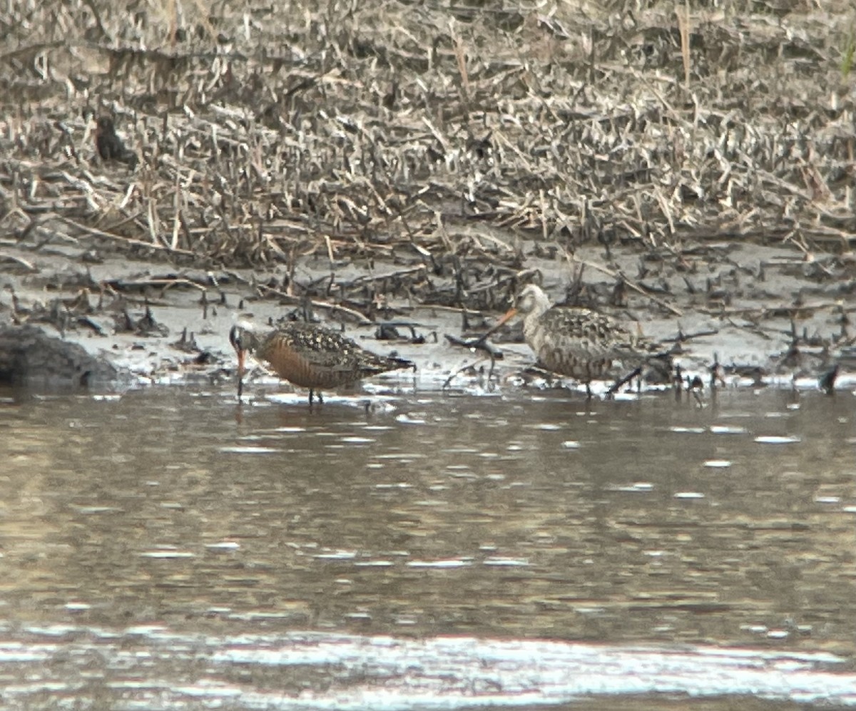 Hudsonian Godwit - ML619903529