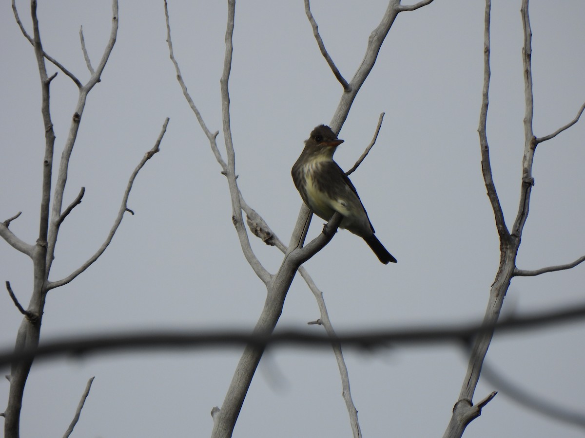 Olive-sided Flycatcher - ML619903531