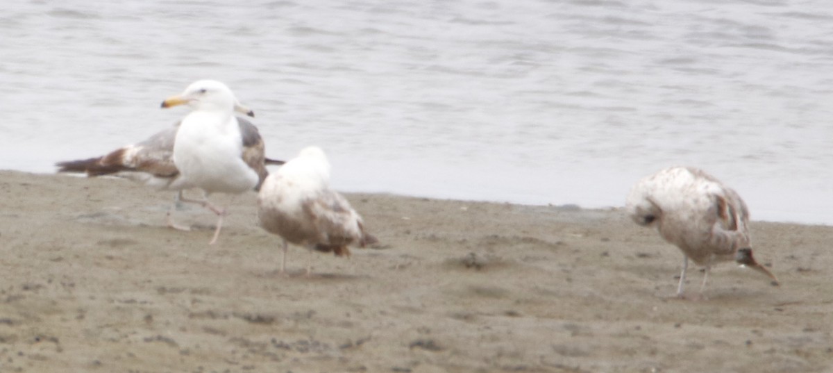 Western Gull - ML619903541