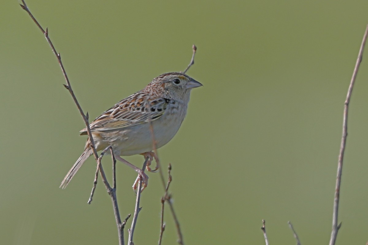 Grasshopper Sparrow - ML619903549