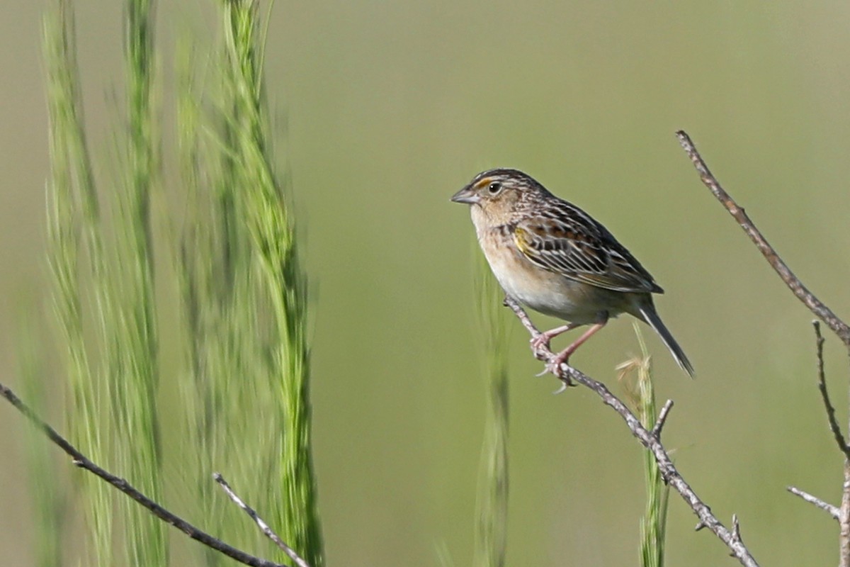 Grasshopper Sparrow - ML619903550