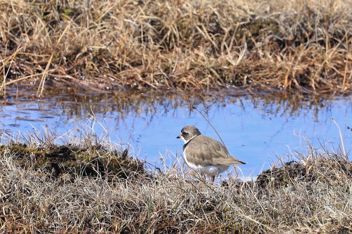 Semipalmated Plover - ML619903560