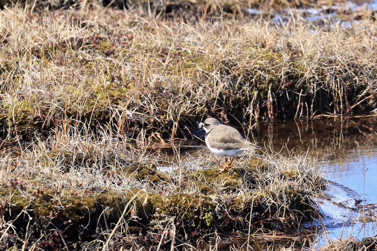 Semipalmated Plover - ML619903562
