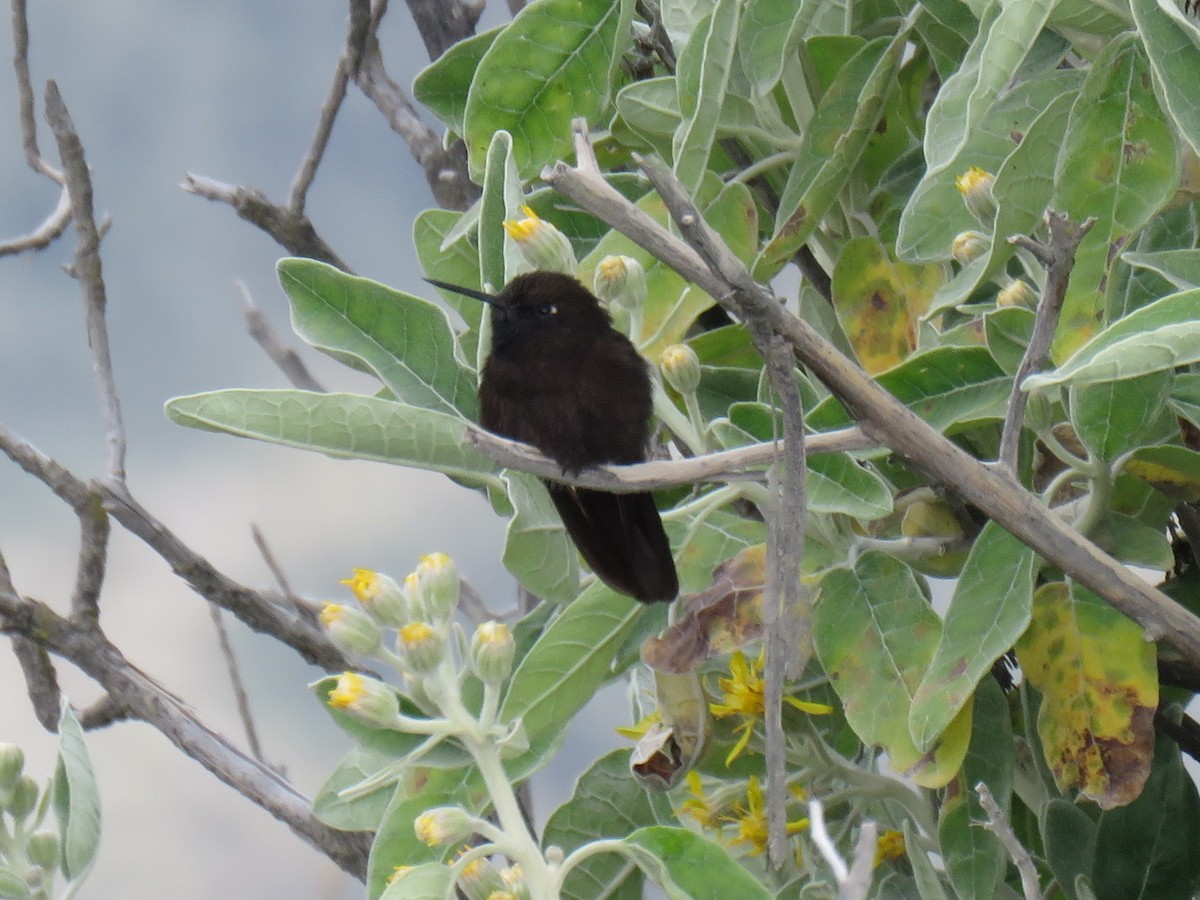 kolibřík mourovatý - ML619903564