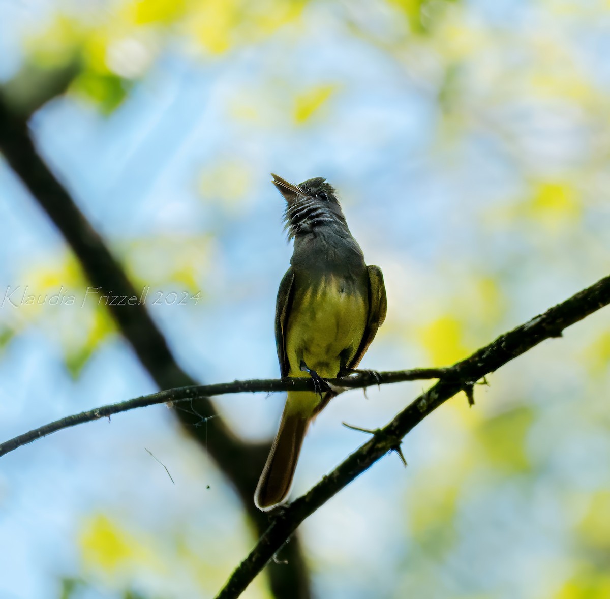Great Crested Flycatcher - ML619903565