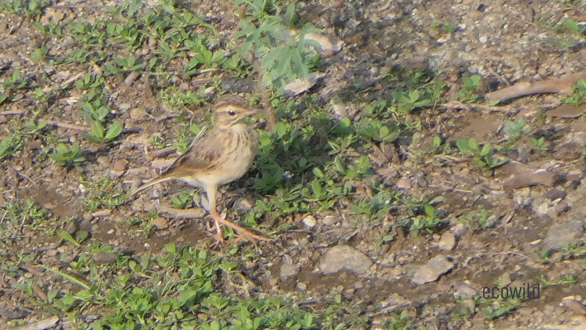 Paddyfield Pipit - ML619903567