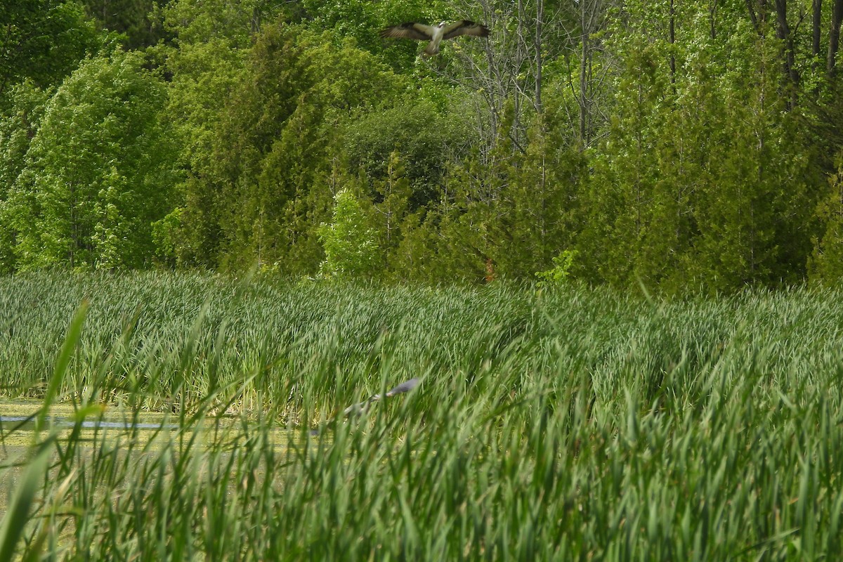 Great Blue Heron - ML619903569