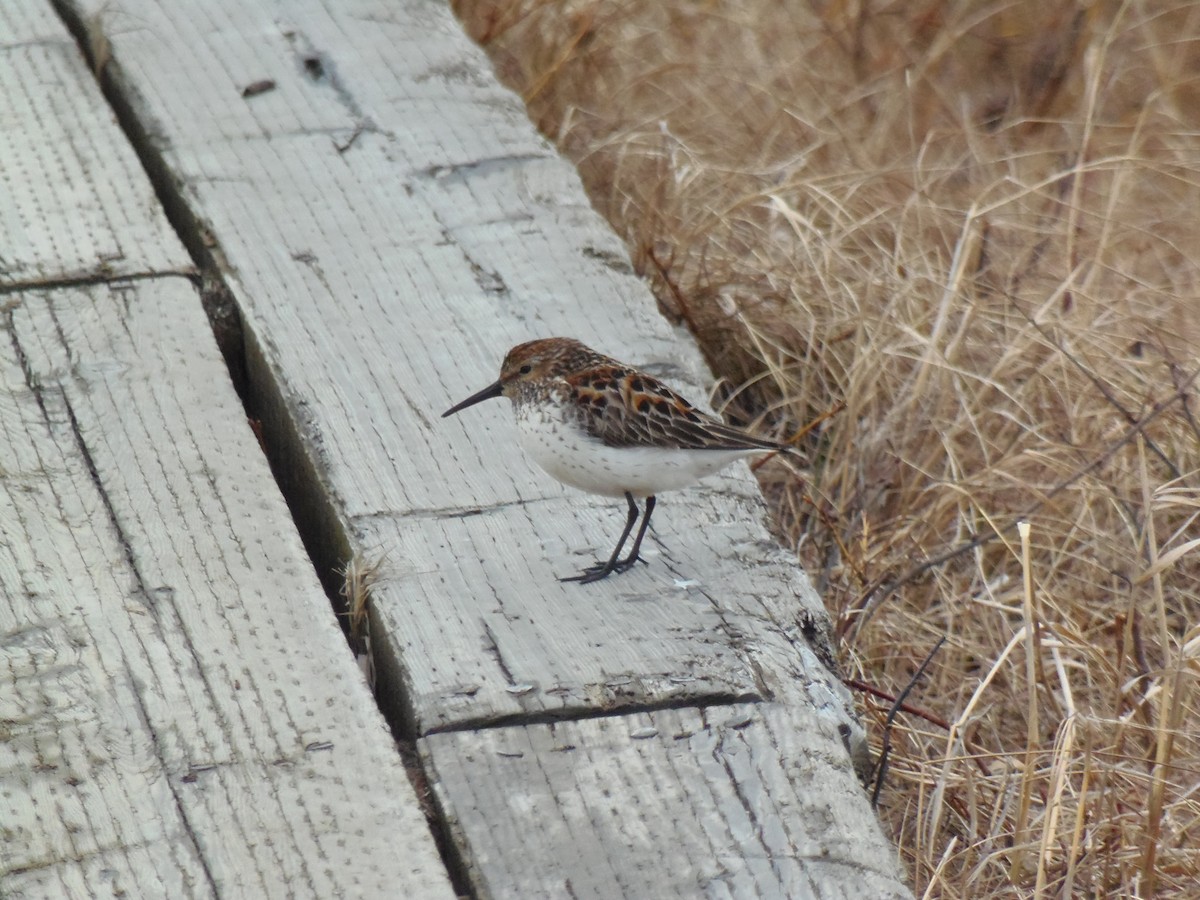 Western Sandpiper - Andrew Magel