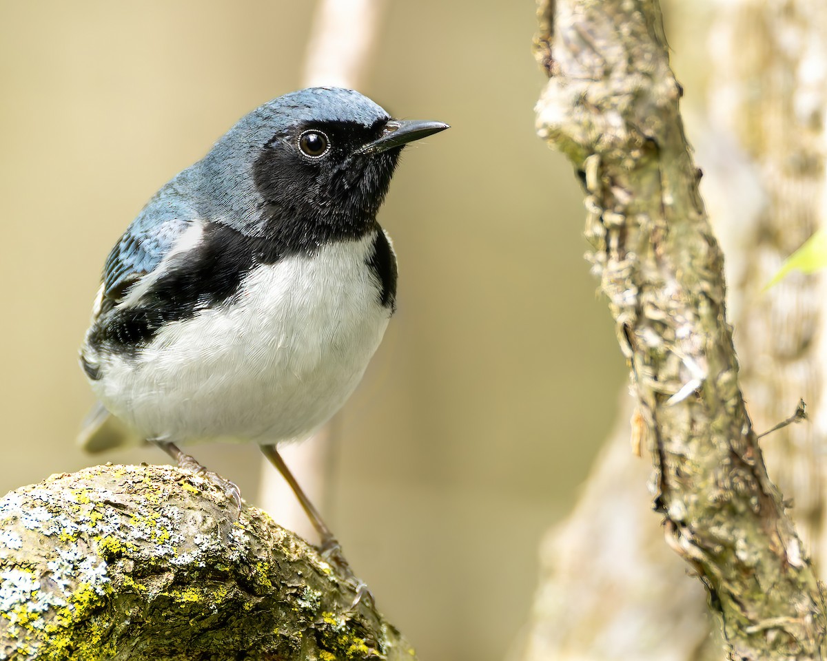 Black-throated Blue Warbler - ML619903586