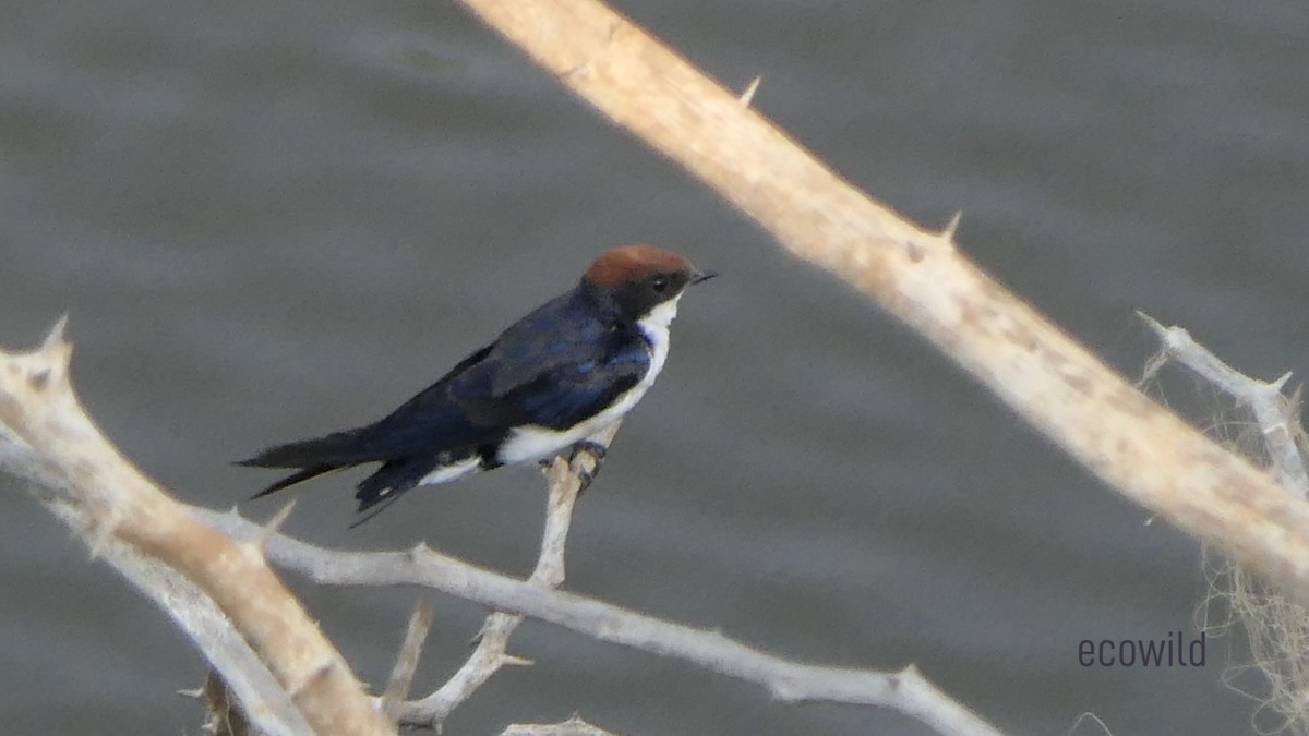 Wire-tailed Swallow - ML619903591