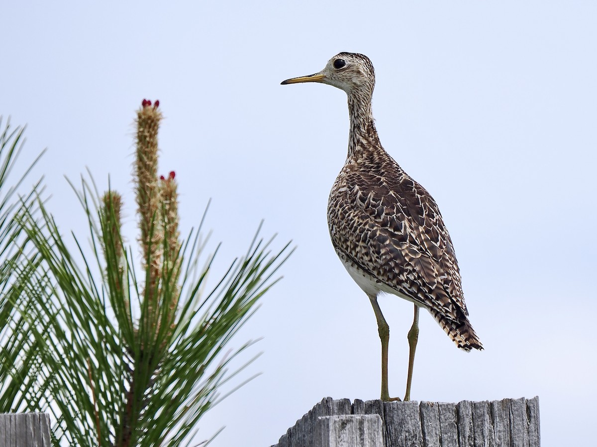 Upland Sandpiper - ML619903593