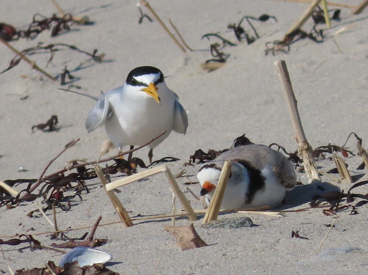 Piping Plover - ML619903594