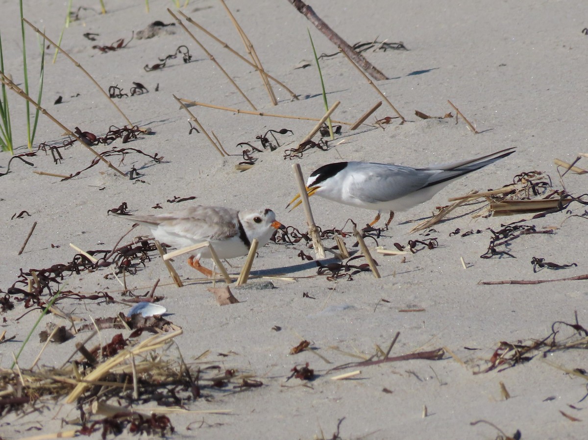 Piping Plover - ML619903595