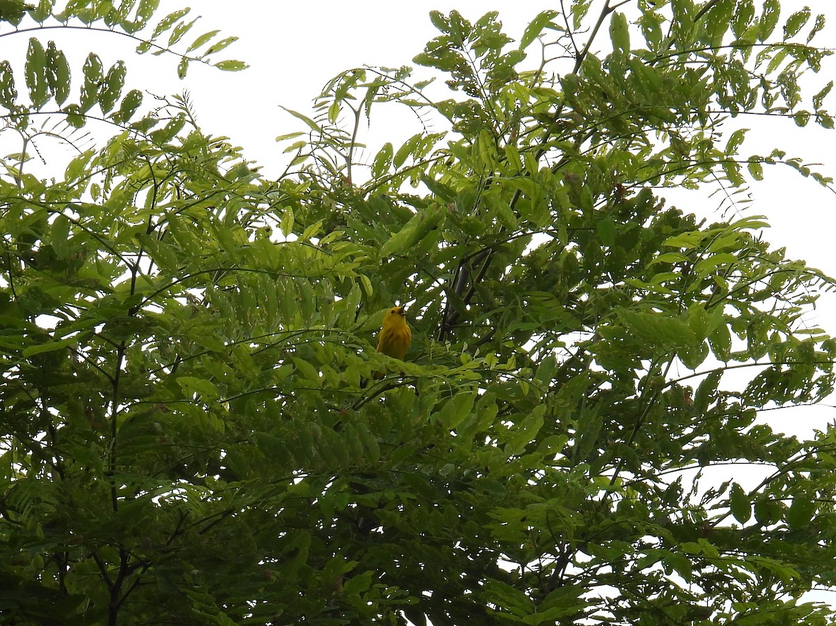 Yellow Warbler - ML619903602