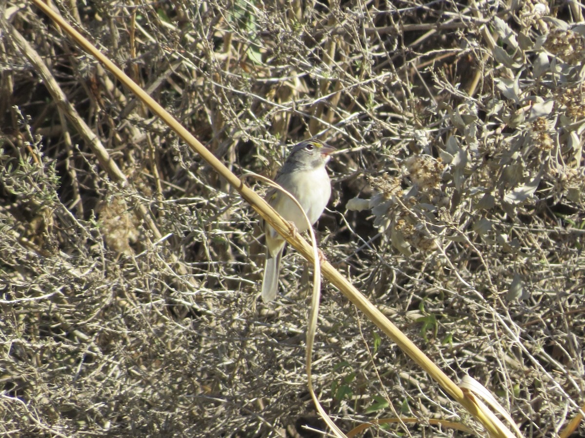 Grassland Sparrow - ML619903603