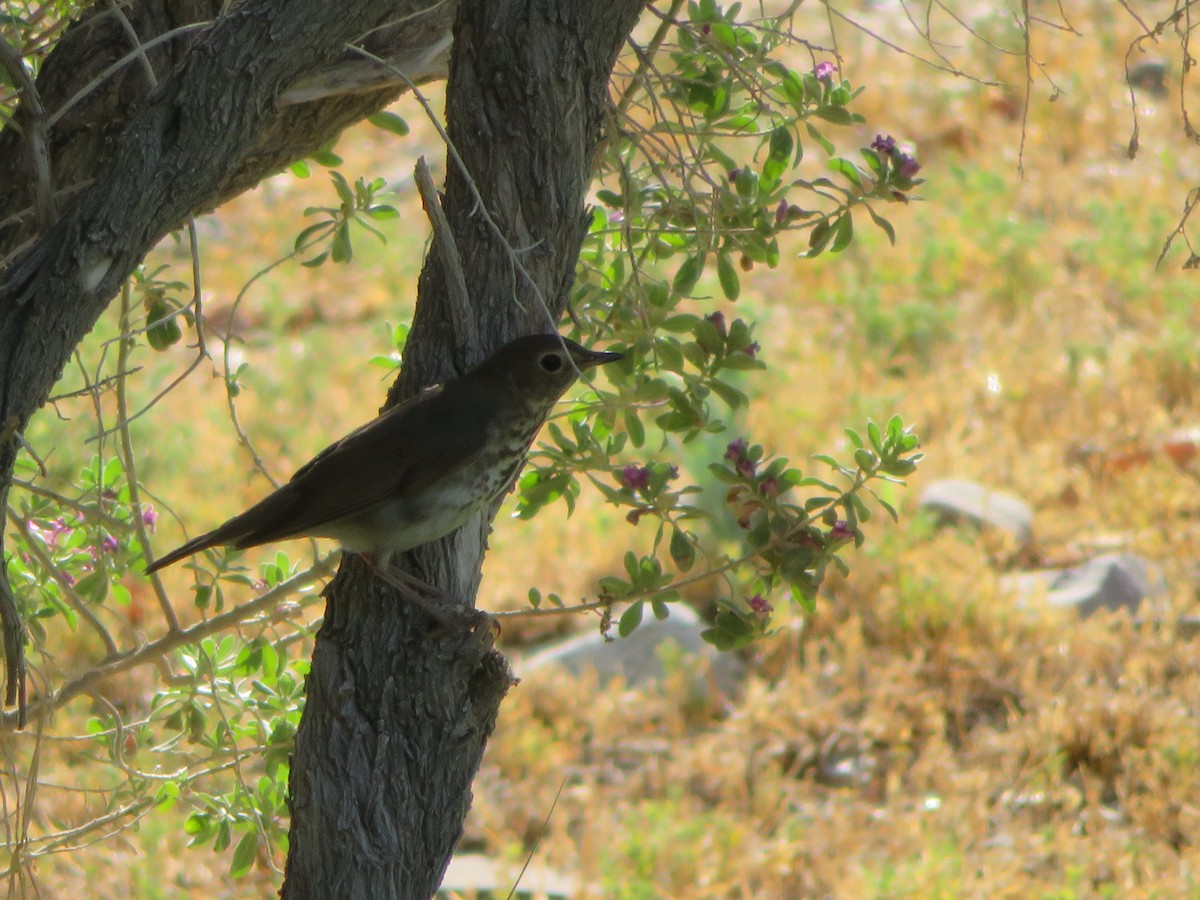 Swainson's Thrush - ML619903609