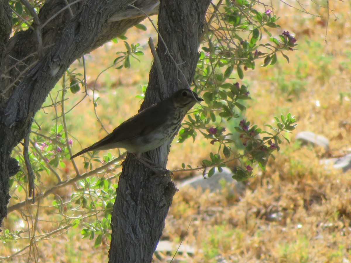 Swainson's Thrush - ML619903610