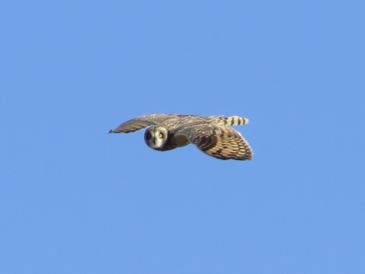 Short-eared Owl - ML619903638